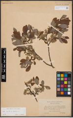 Salix aurita L. x Salix starkeana Willd.